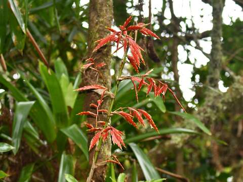 Image of Vriesea elata (Baker) L. B. Sm.