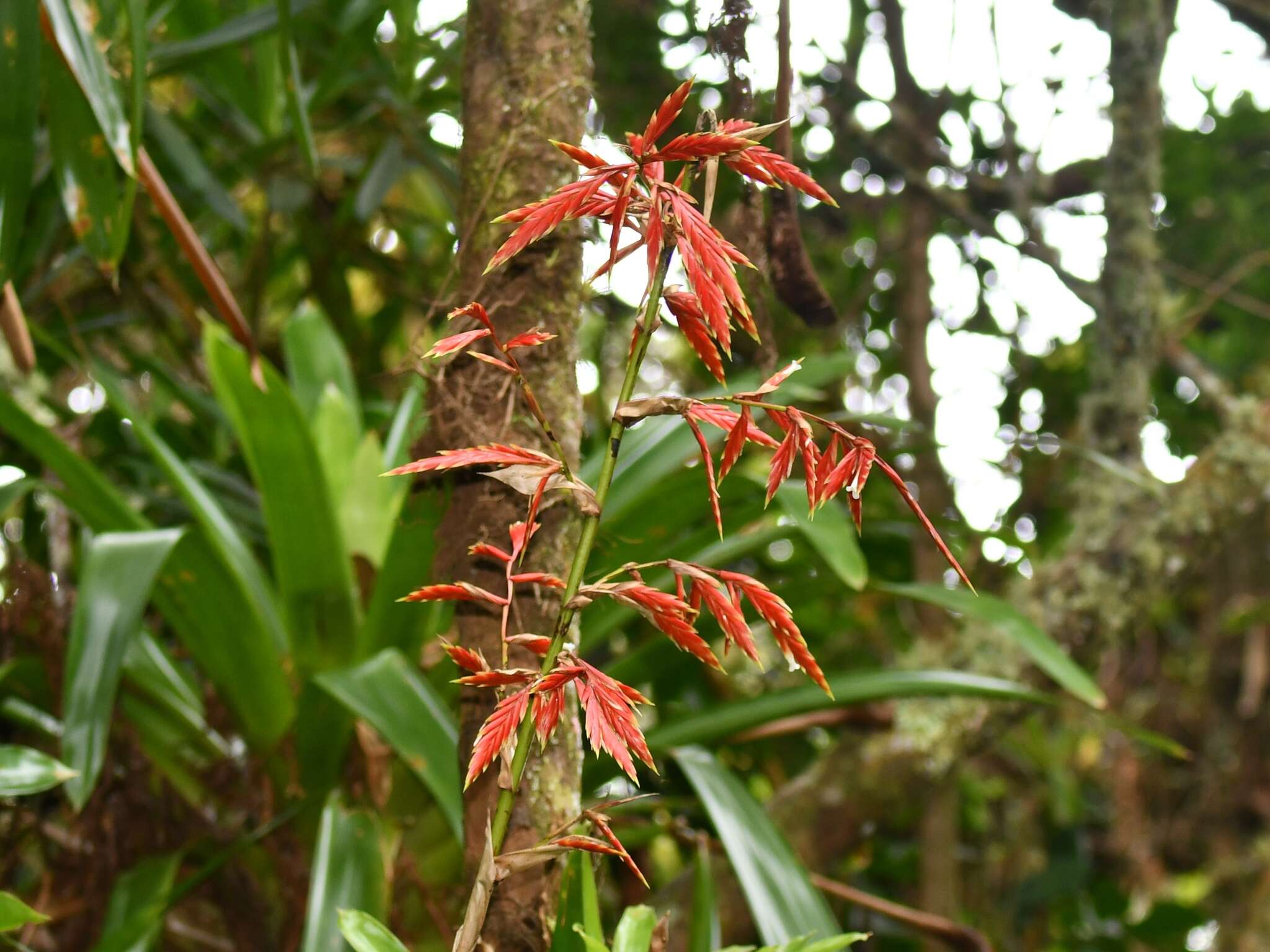 Imagem de Vriesea elata (Baker) L. B. Sm.