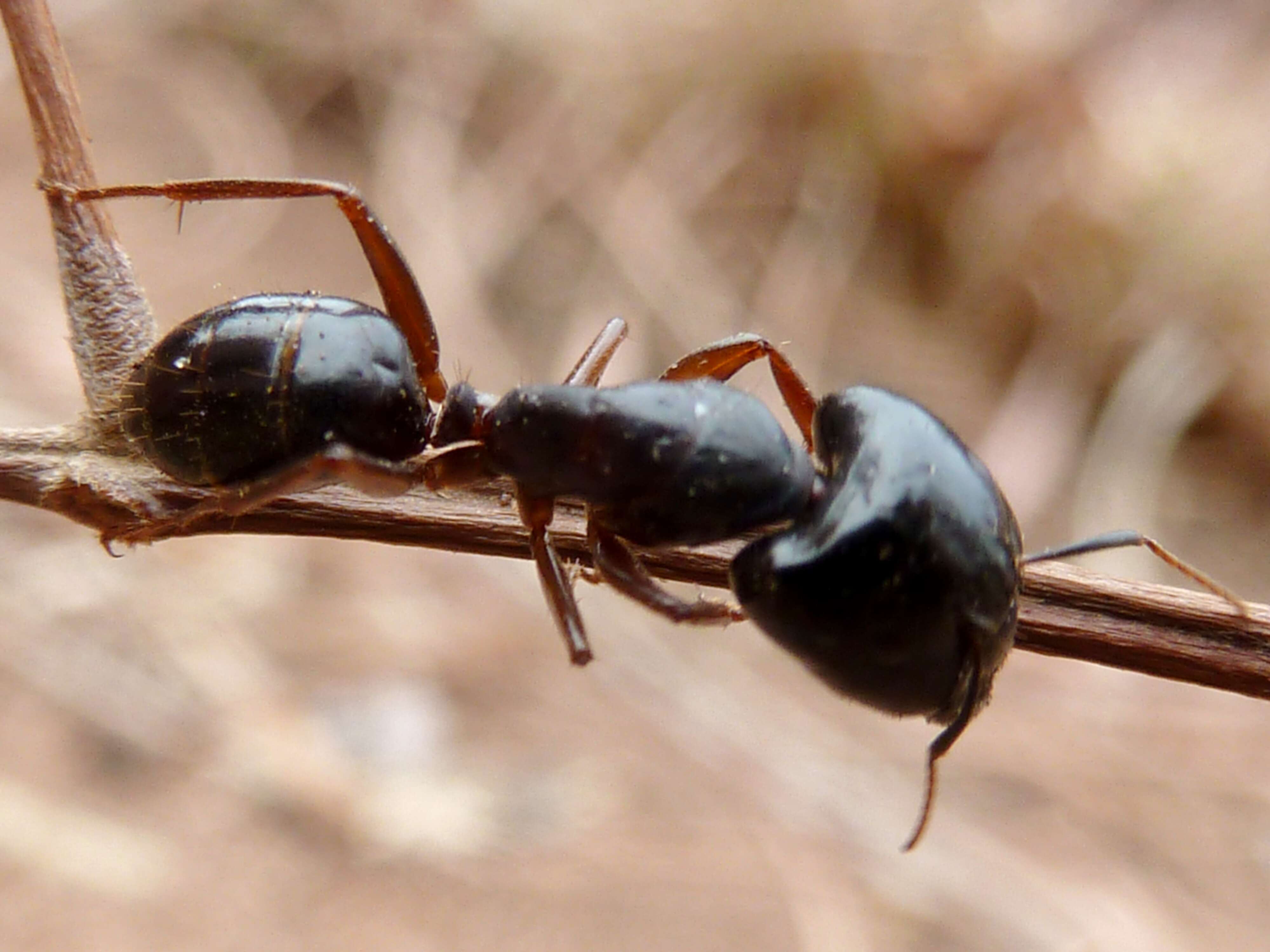 Image of Camponotus empedocles Emery 1920