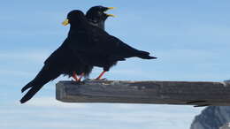 Image of Alpine Chough