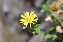 Слика од Grindelia buphthalmoides DC.