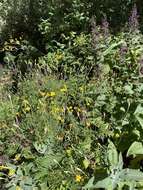 Image of Tagetes lacera Brandeg.