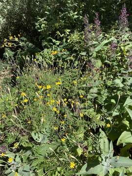 Image of Tagetes lacera Brandeg.