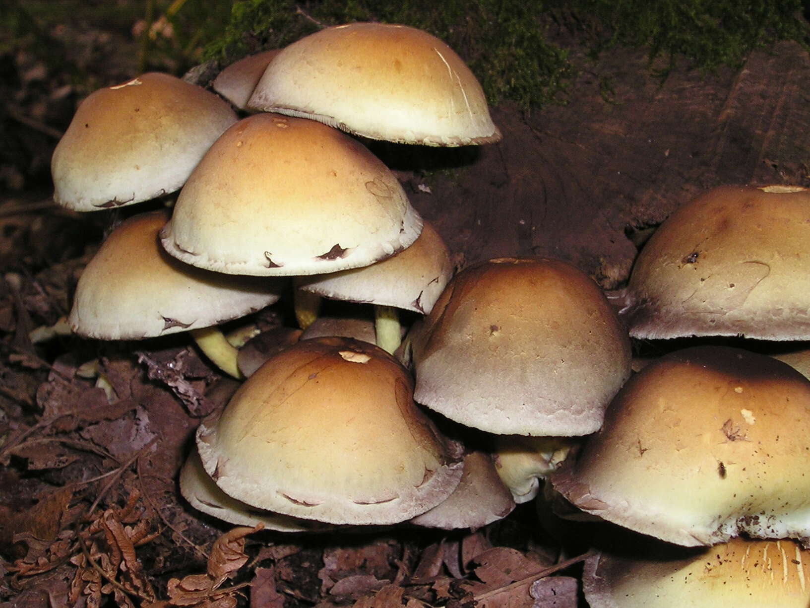 Image of Hypholoma fasciculare (Huds.) P. Kumm. 1871