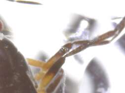 Image of Microvelia reticulata (Burmeister 1835)
