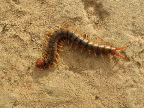 Image of Scolopendra angulata Newport 1844