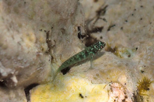 Image of Green bubble goby