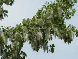 Image of Carolina poplar