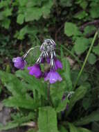 Image of Primula secundiflora Franch.