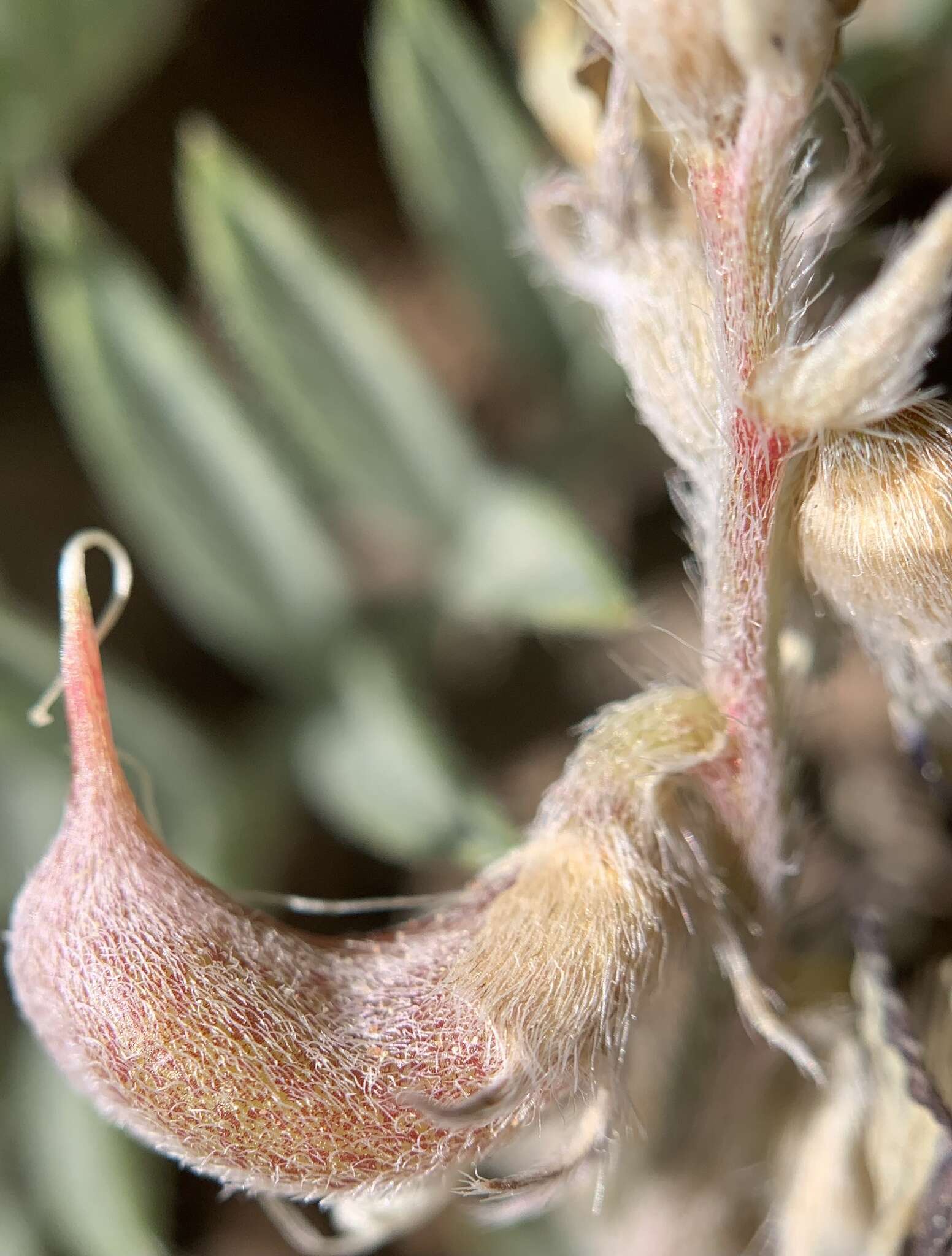 Sivun Astragalus humistratus A. Gray kuva