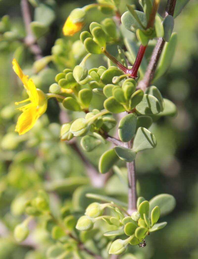 Image of Roepera lichtensteiniana (Cham.) Beier & Thulin