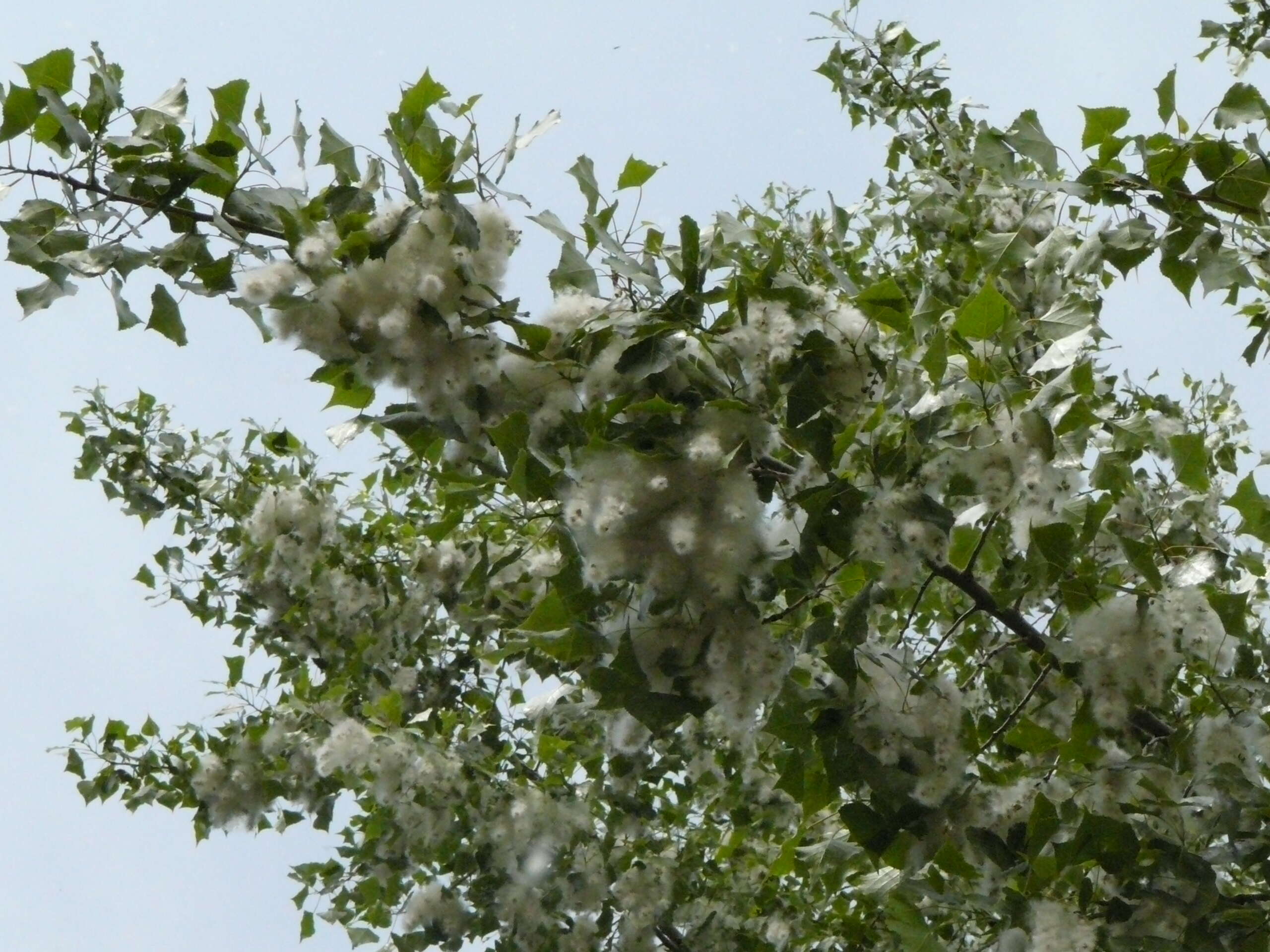 Image of Carolina poplar