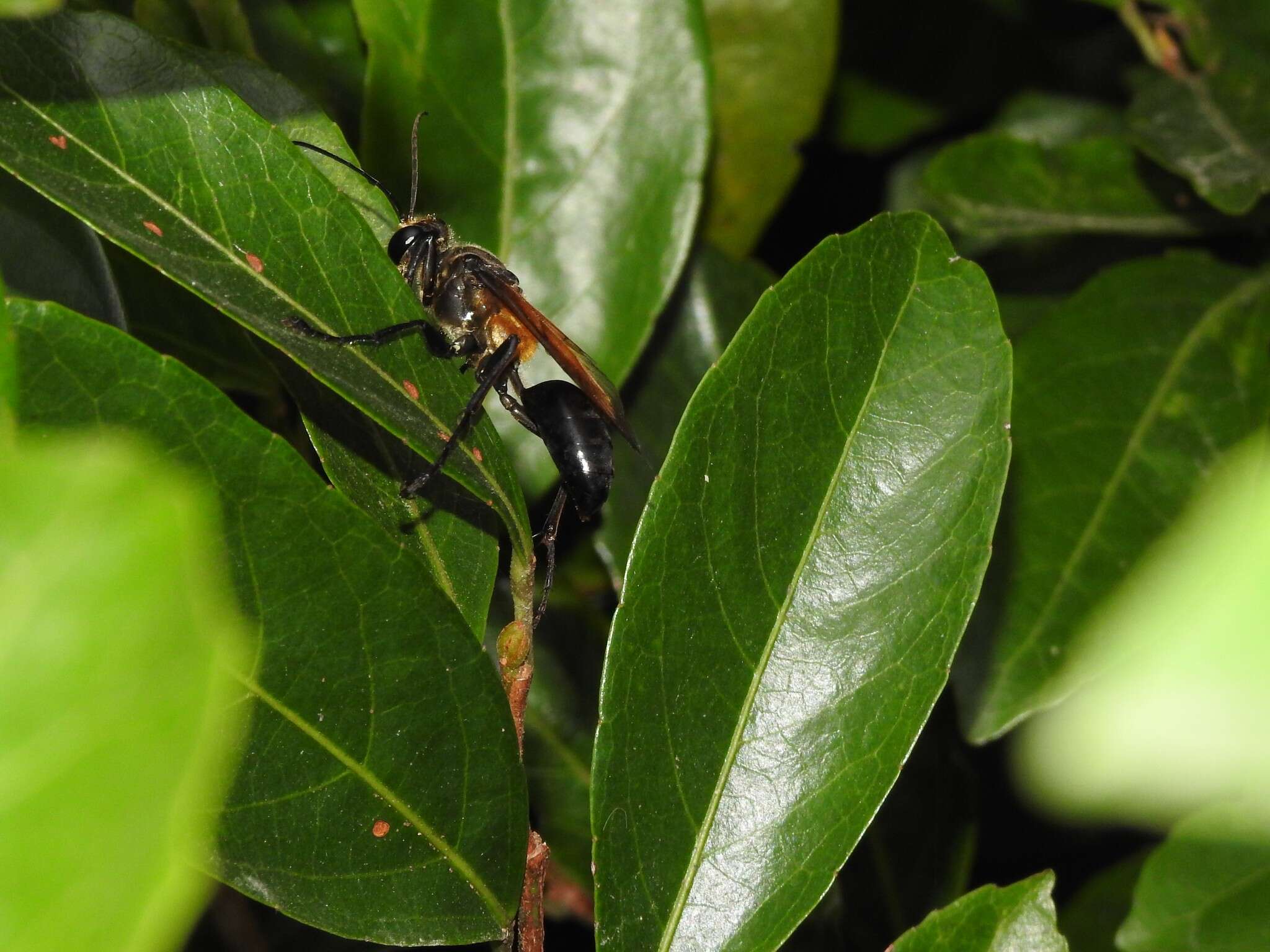 Image of Sphex diabolicus F. Smith 1858