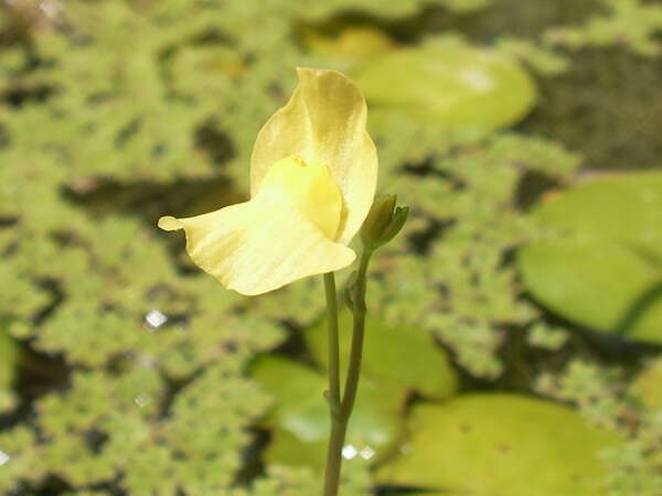 Image of Utricularia aurea Lour.