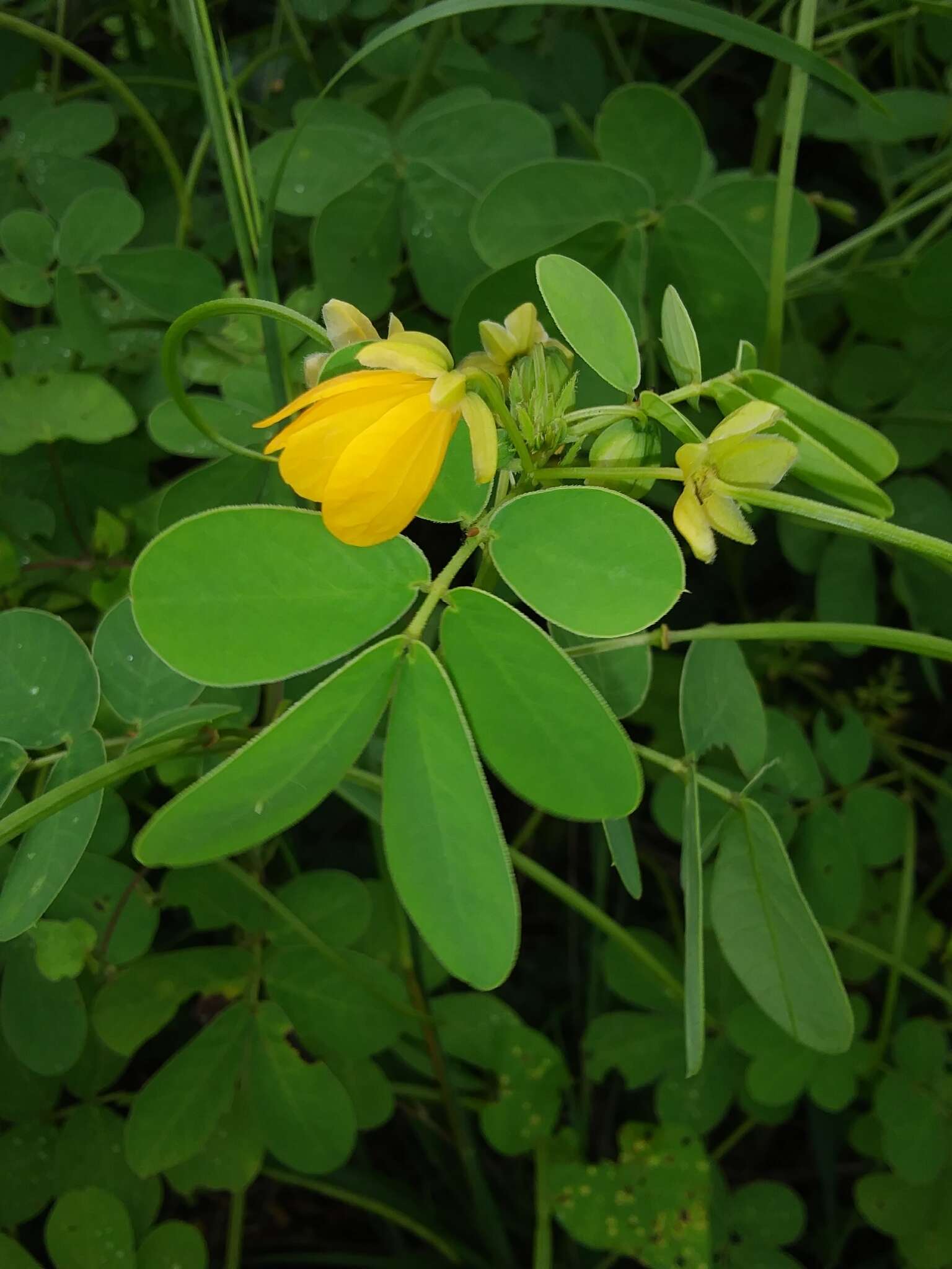 Image of Chinese senna