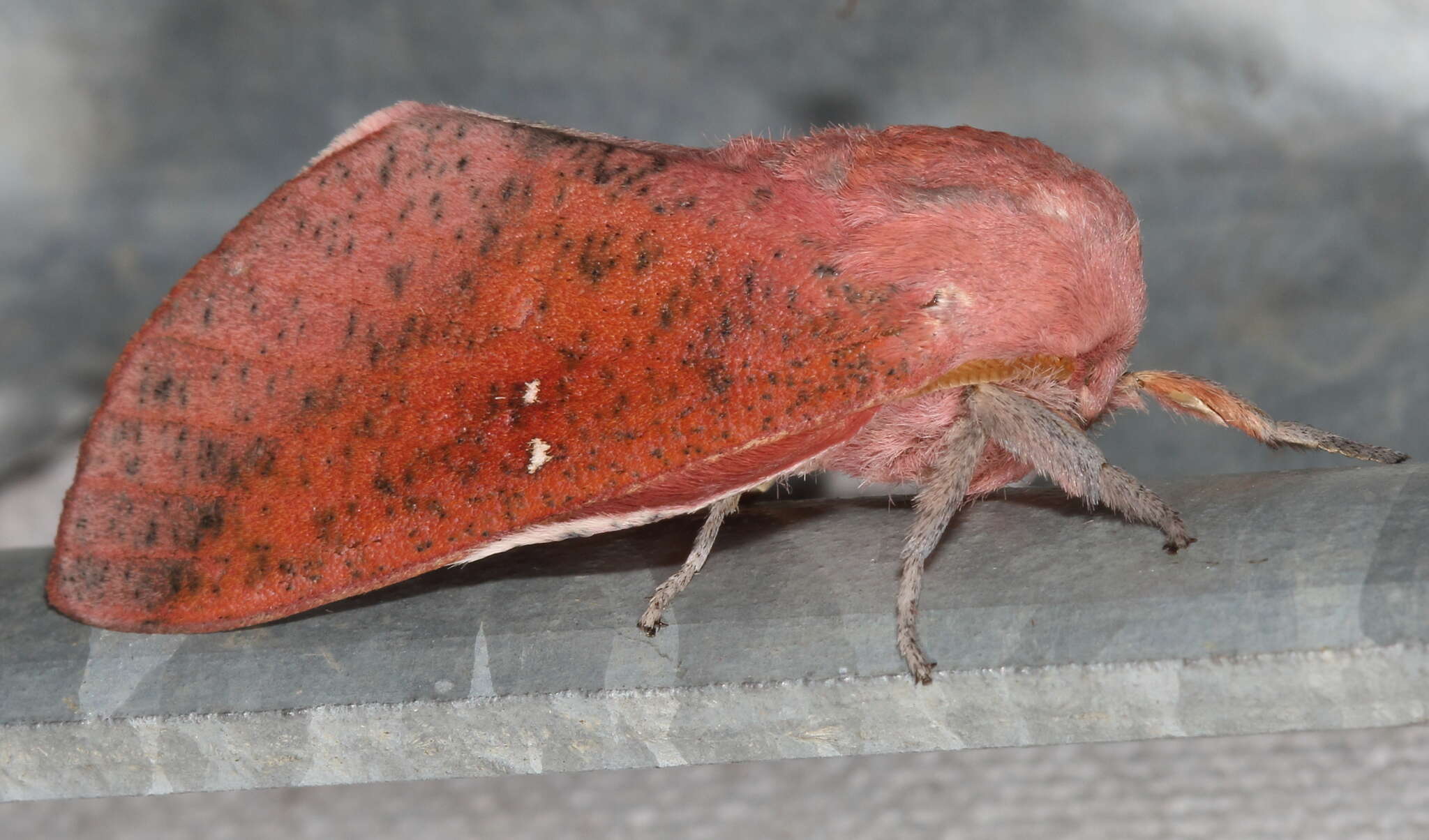 Image of Syssphinx bicolor (Harris 1841)