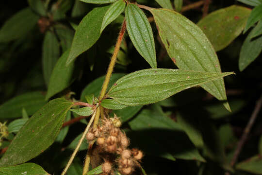 Image of longleaf glorytree