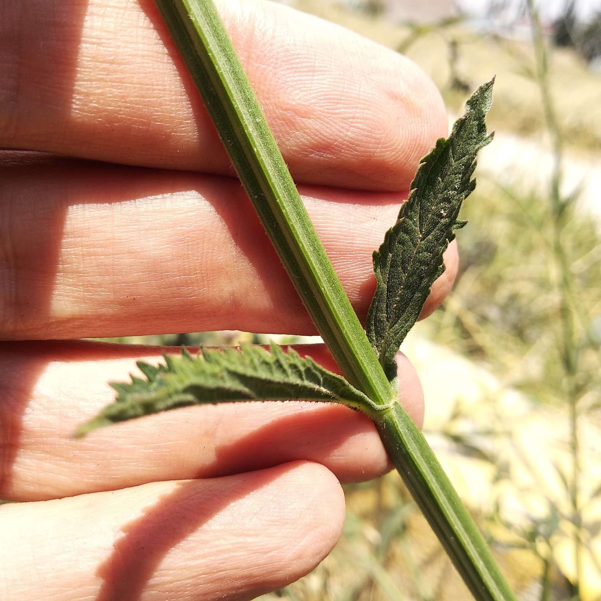 Plancia ëd Verbena litoralis Kunth