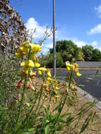 Image de Crotalaria retusa L.