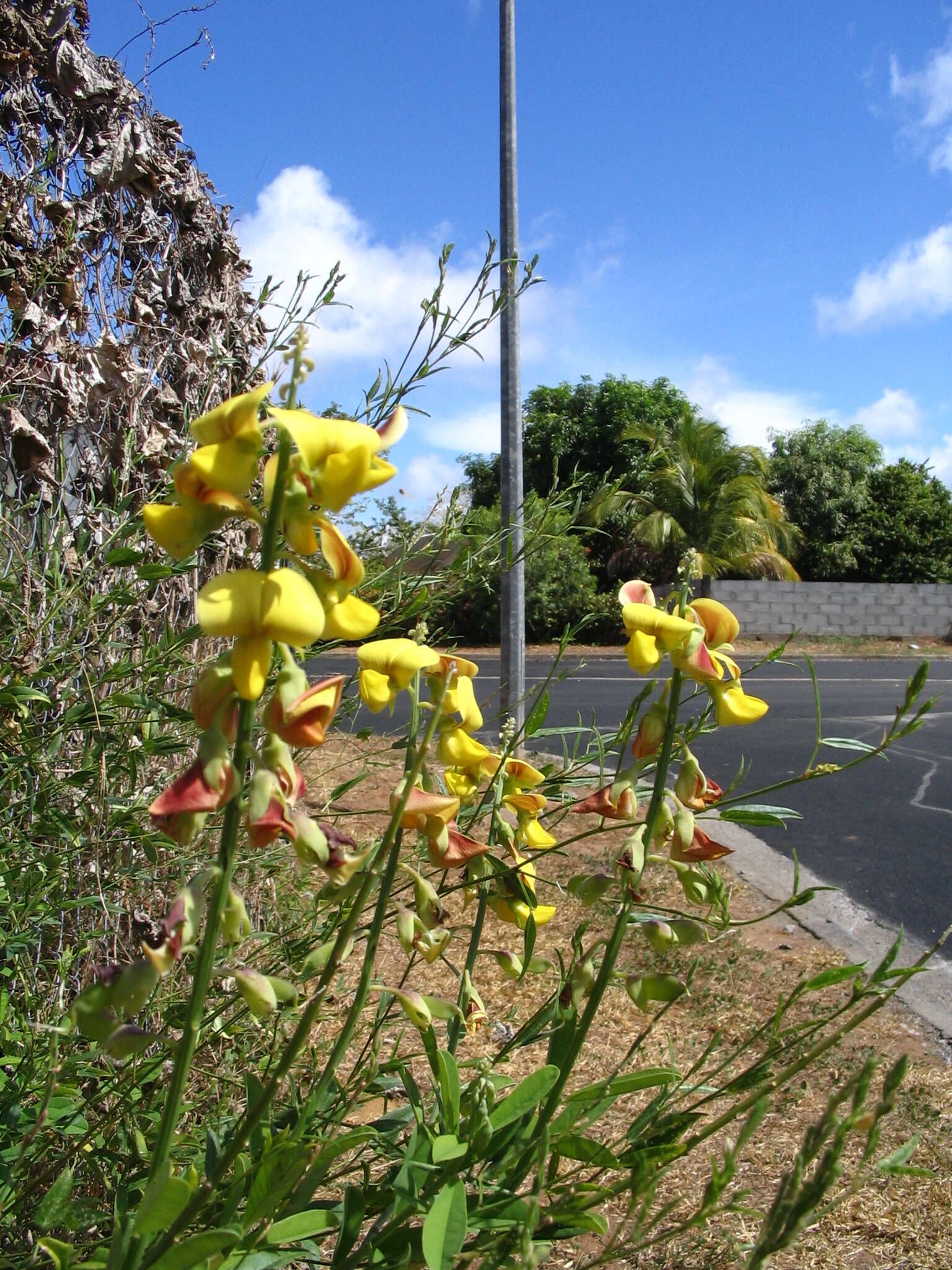 Image de Crotalaria retusa L.