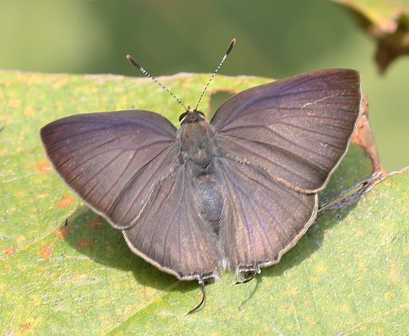 Sivun Rapala manea schistacea kuva