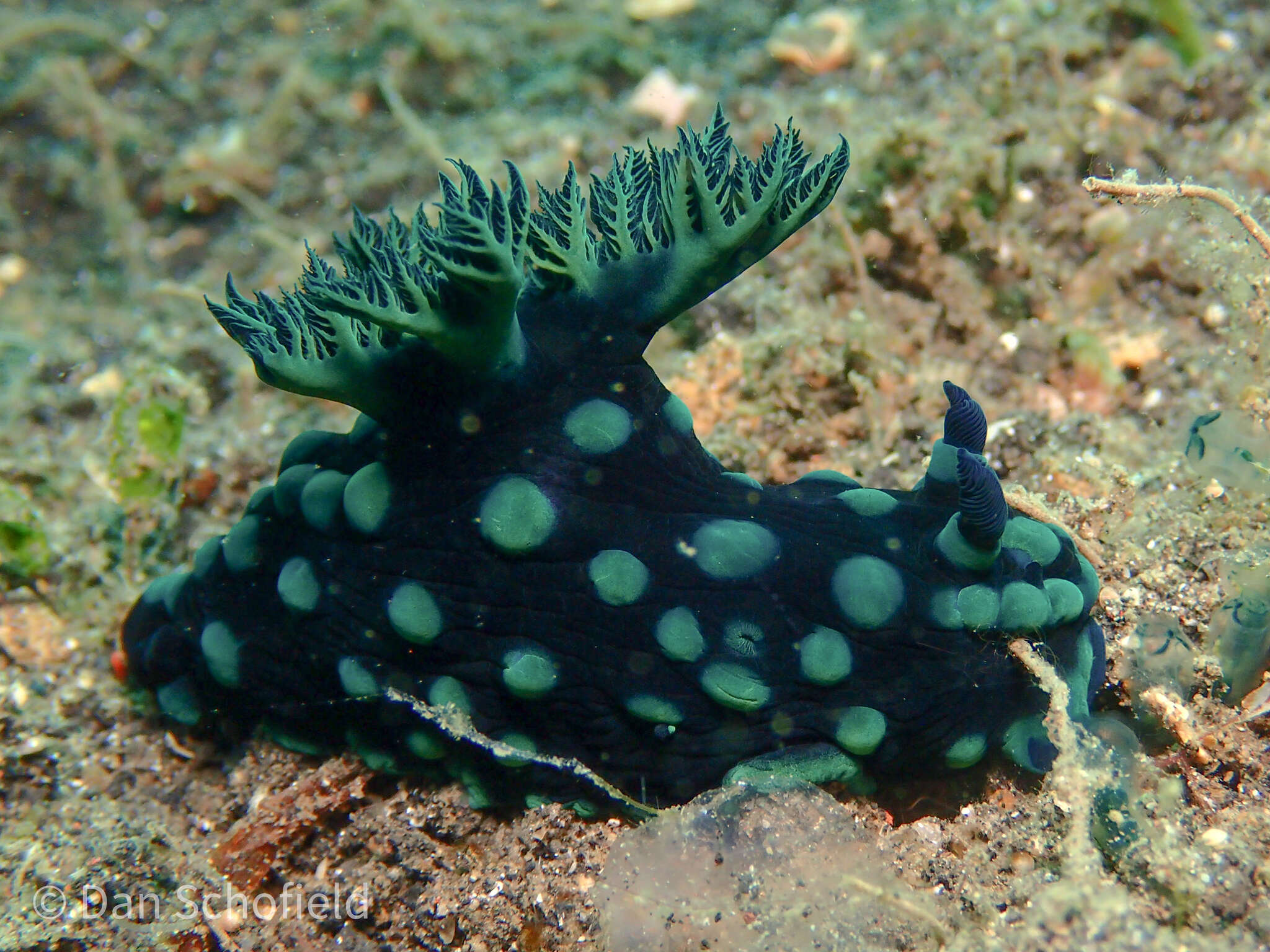 Image of Green spot black slug