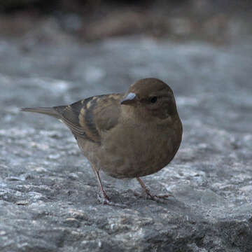 Image of Procarduelis Blyth 1843