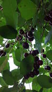 Image of sour cherry