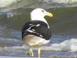 Image of Kelp Gull