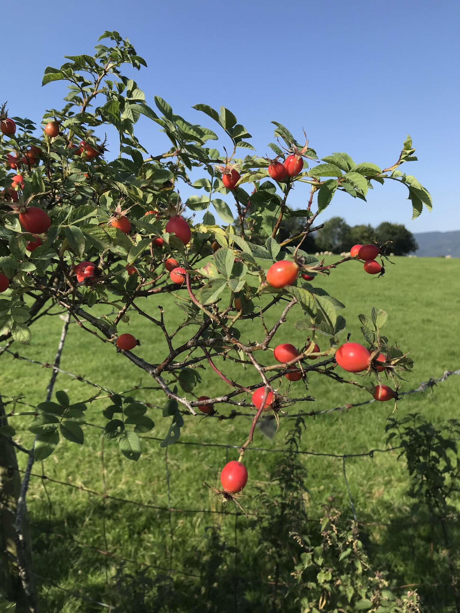 Plancia ëd Rosa dumalis Bechst.