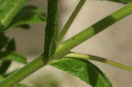 Image of Great Willowherb