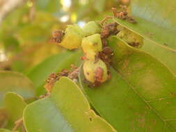 Слика од Schizolaena parviflora (F. Gérard) H. Perrier