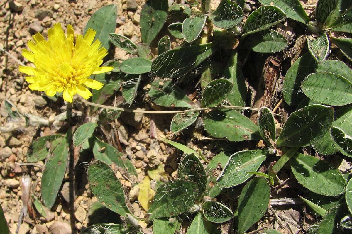 Image of Mouse-ear-hawkweed