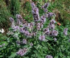 Image of Horse Mint