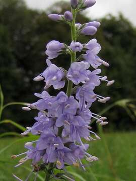 Image of Garden speedwell