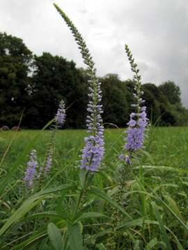 Image of Garden speedwell