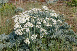 Image of sea kale