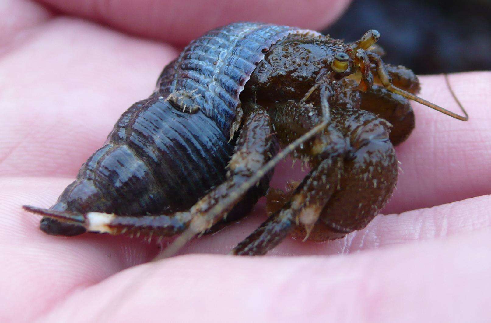 Image of Hairy Hermit Crab