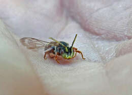 Image of Nomada articulata Smith 1854