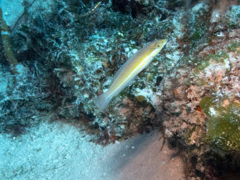 Image of Yellowhead Wrasse