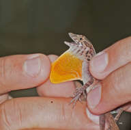 Image of Many-scaled Anole