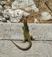 Image of Ocellated Lizard