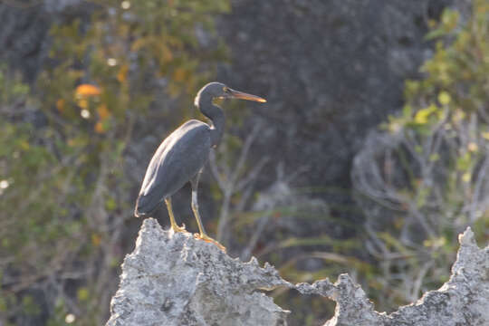 Image de Aigrette sacrée