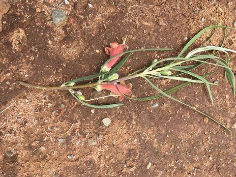 Слика од Eremophila longifolia (R. Br.) F. Muell.