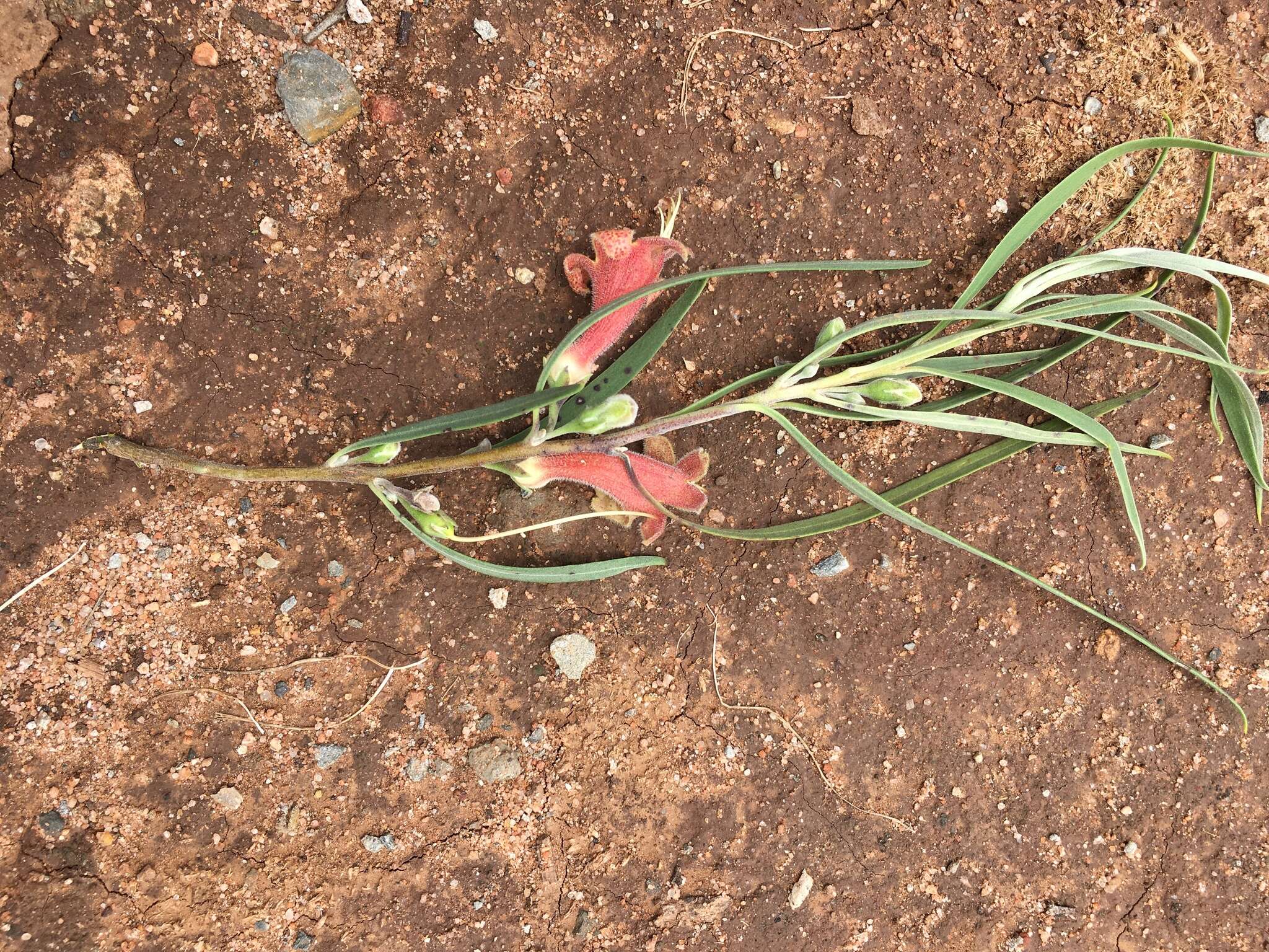 Image of Eremophila longifolia (R. Br.) F. Muell.