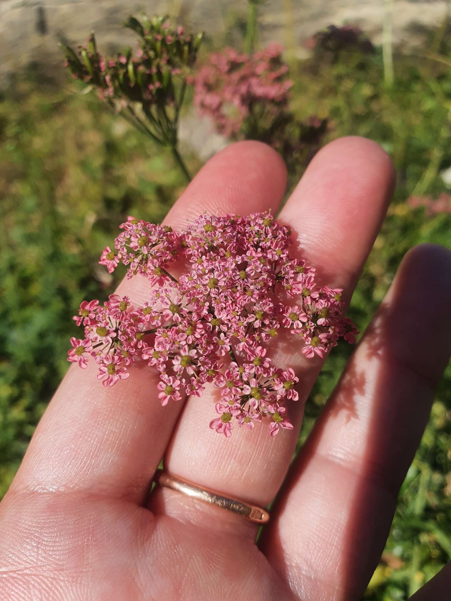 Imagem de Chaerophyllum rubellum Albov