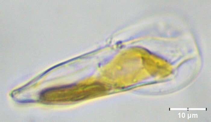 Plancia ëd Entomoneis paludosa