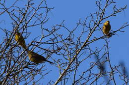 Image of Yellowhammer