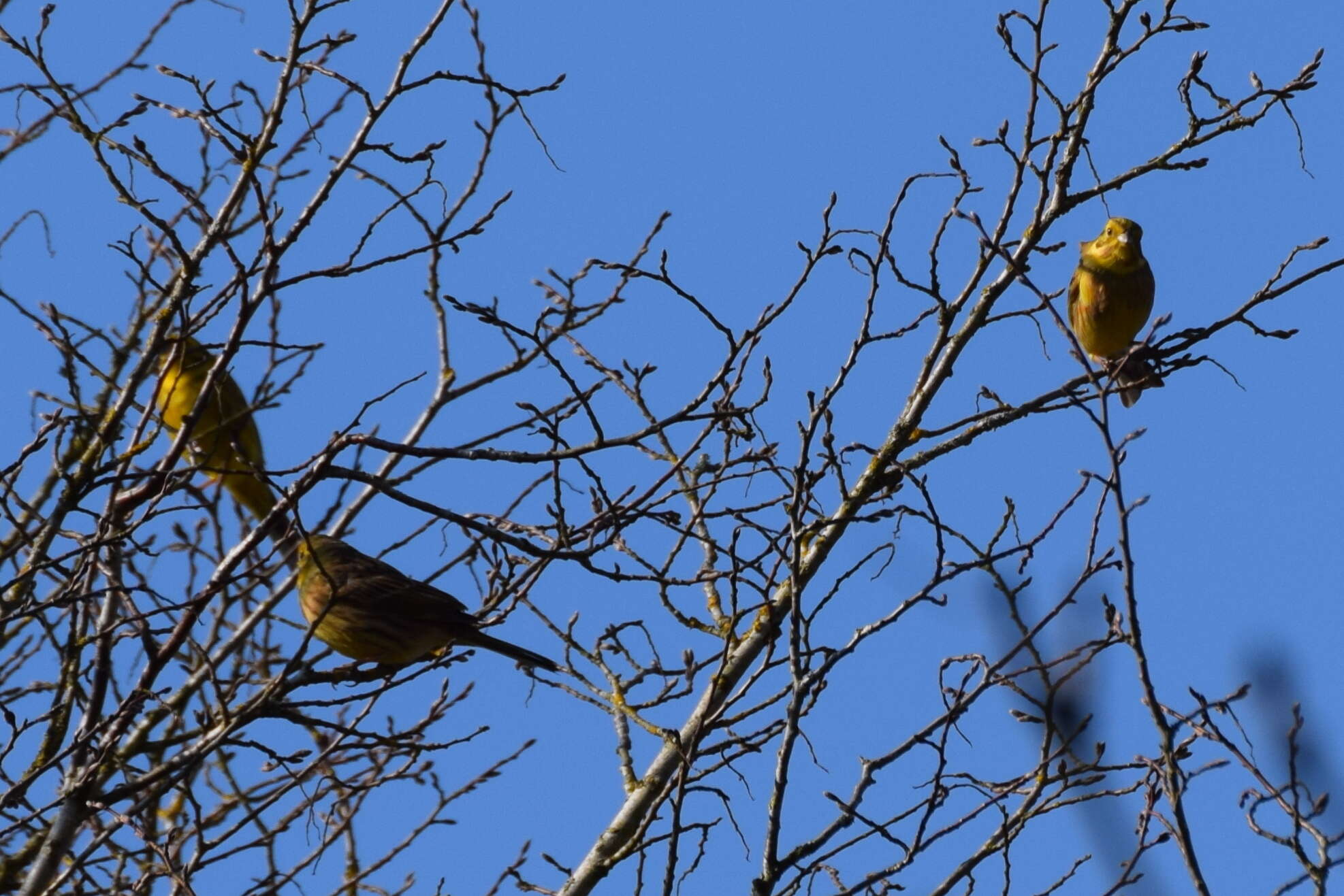 Image of Yellowhammer