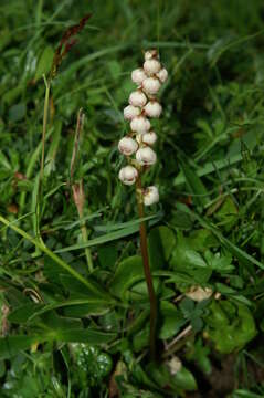 Image of common wintergreen